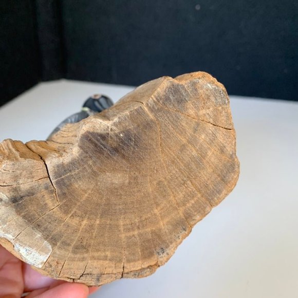 HAND CARVED painted PELICAN COASTAL SEA OCEAN BIRD WOOD SCULPTURE TROPICAL ISLAN - Picture 8 of 9